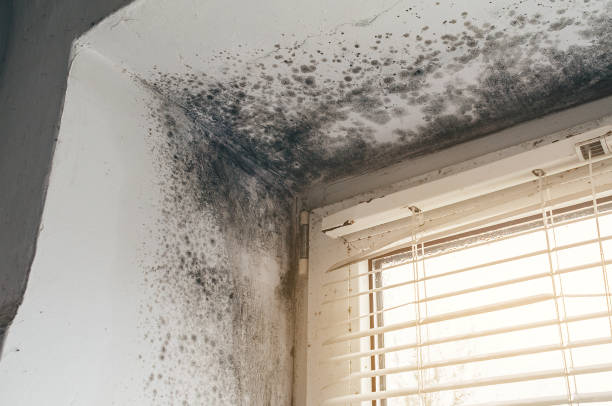 Affordable Crawl Space Mold Remediation solutions in Hampton, IL